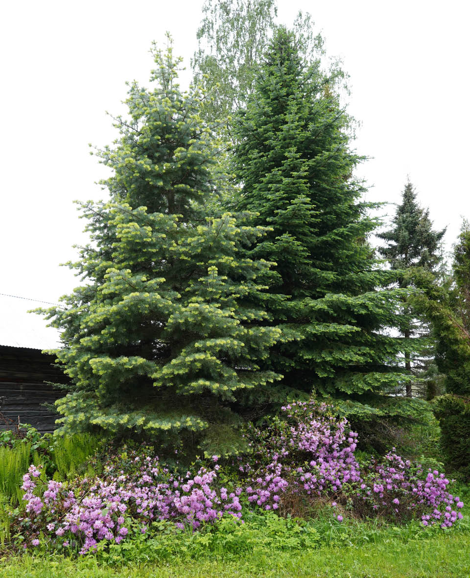 dahurianalppiruusu 1