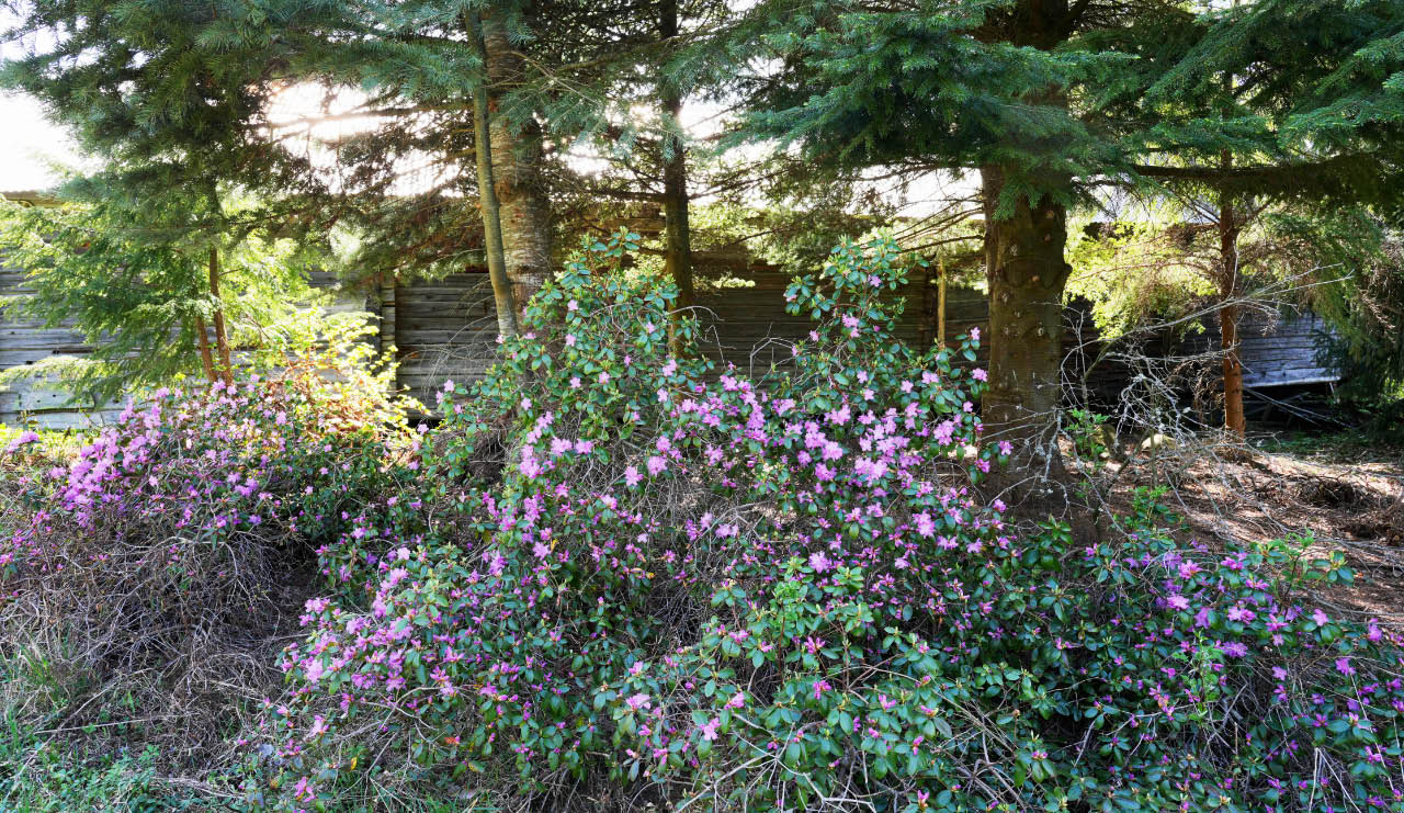 dahurianalppiruusu 2