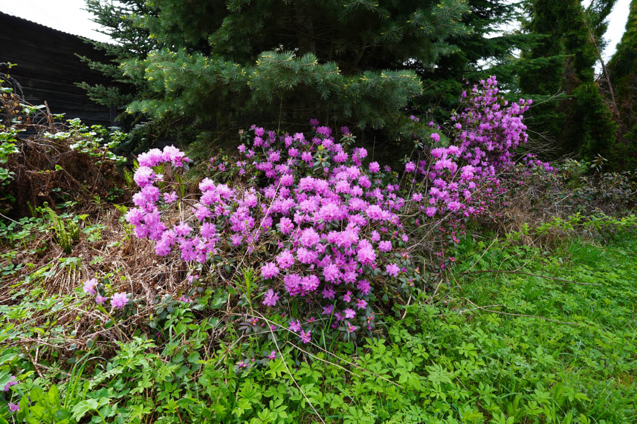 dahurianalppiruusu 3