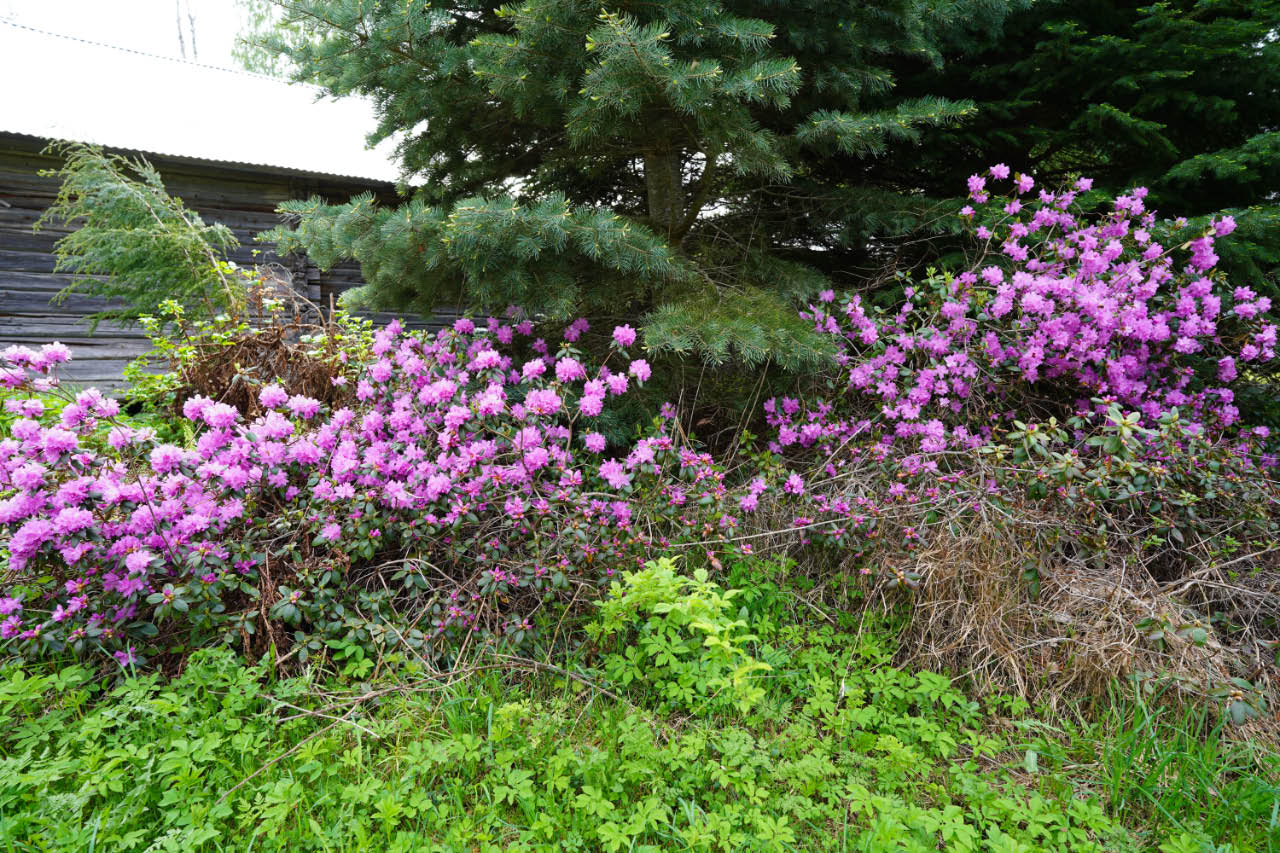 dahurianalppiruusu 4