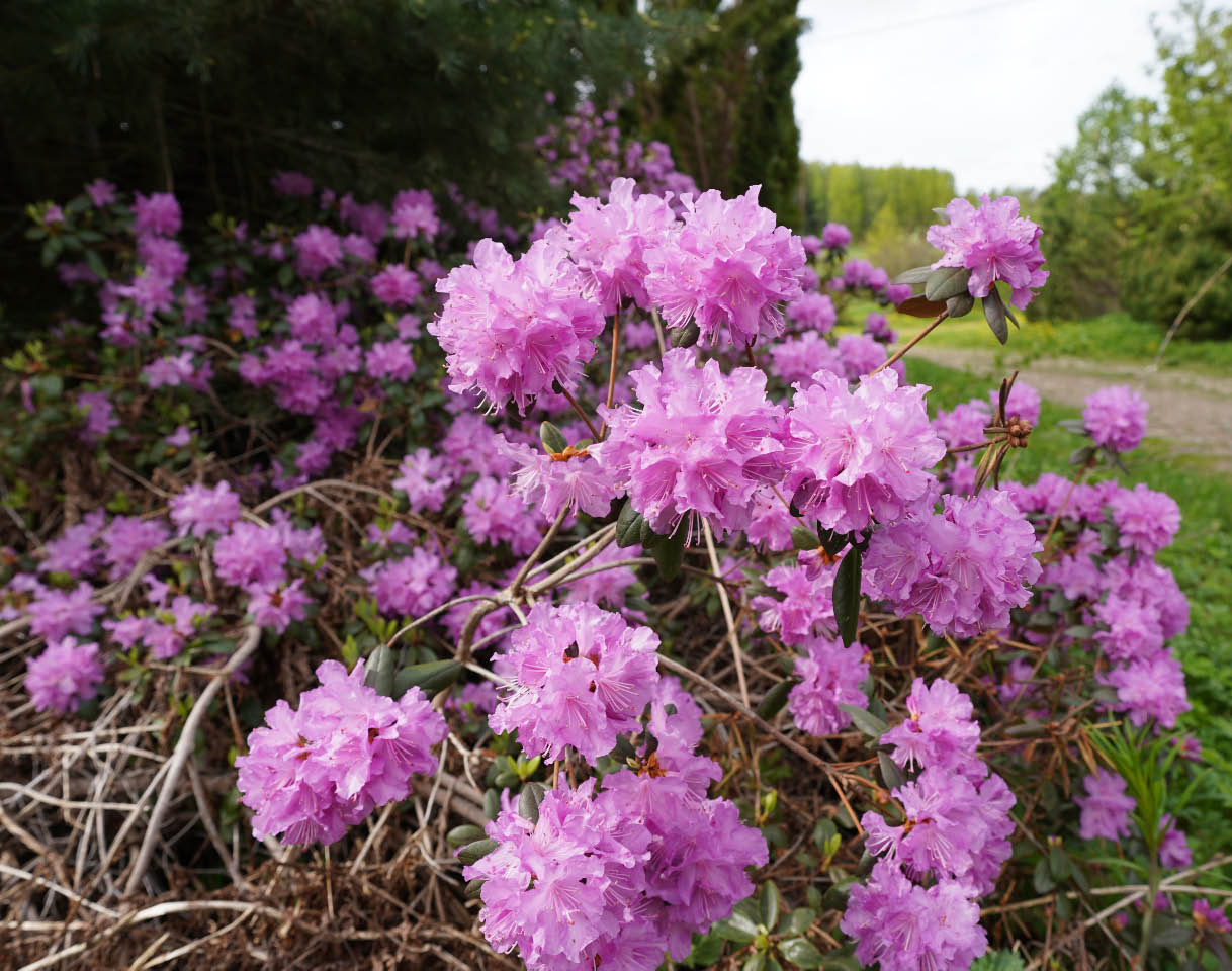 dahurianalppiruusu 5