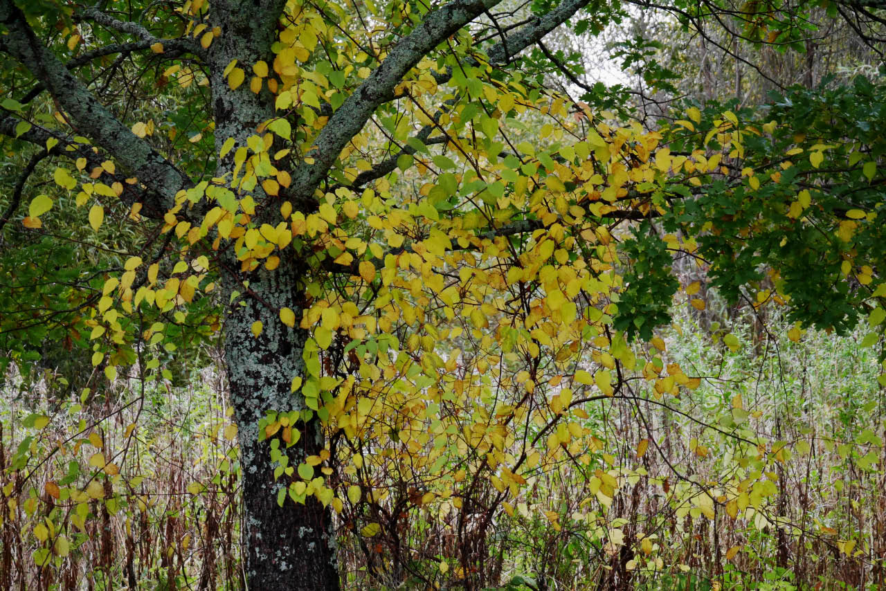 kiinanlaikkuk�ynn�s 1