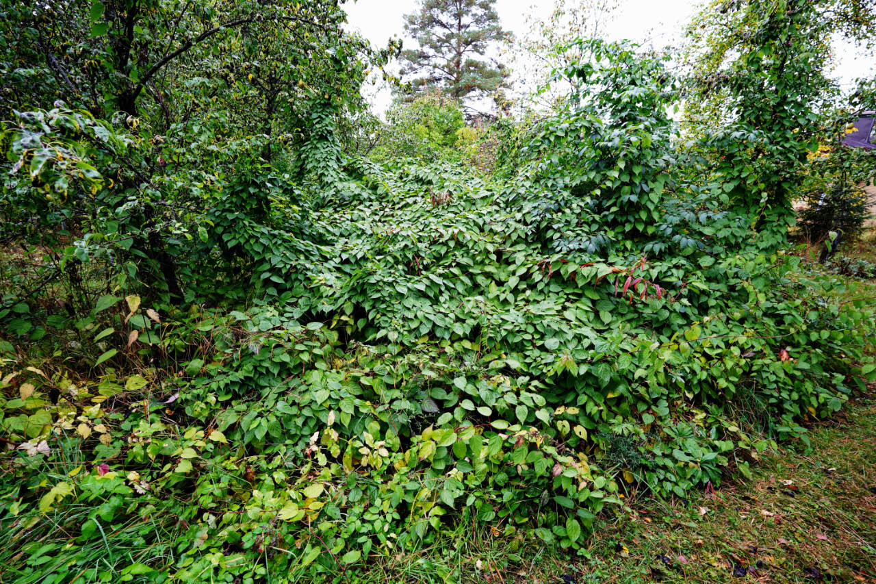 kiinanlaikkuk�ynn�s 2