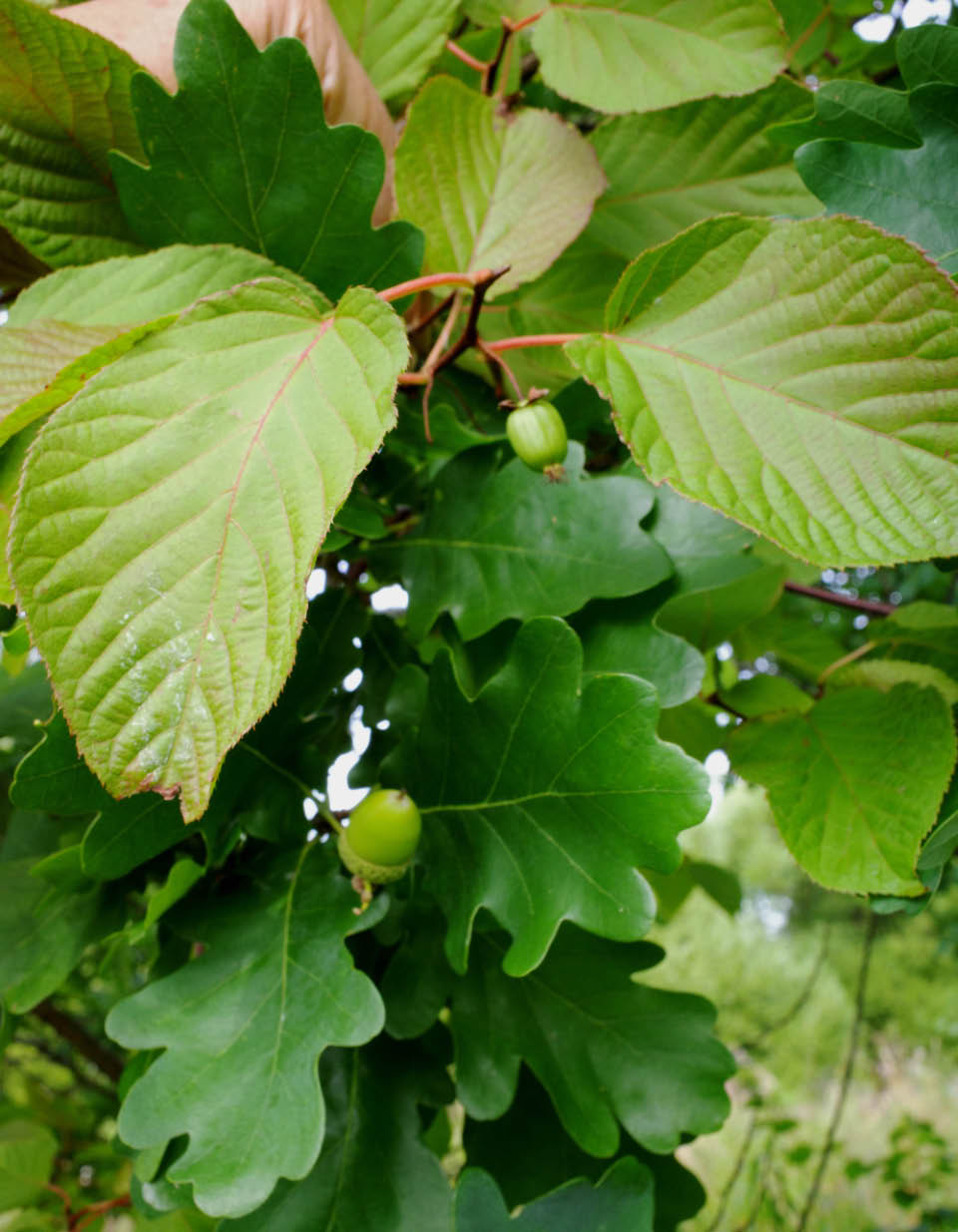 kiinanlaikkuk�ynn�s 3