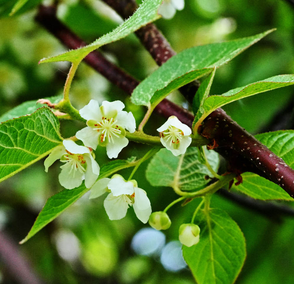 kiinanlaikkuk�ynn�s 4