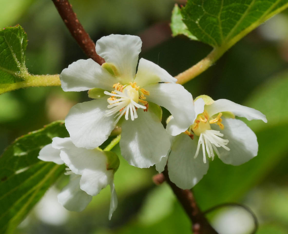 kiinanlaikkuk�ynn�s 5