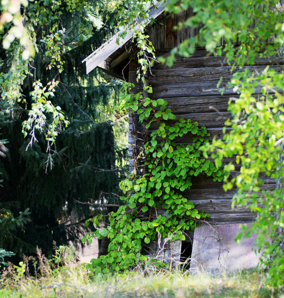 k�ynn�shortensia 1