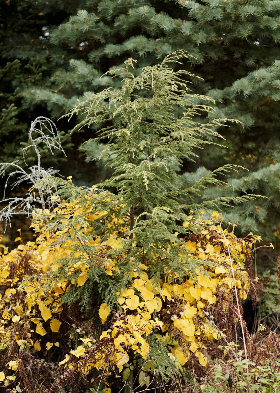 k�ynn�shortensia 2