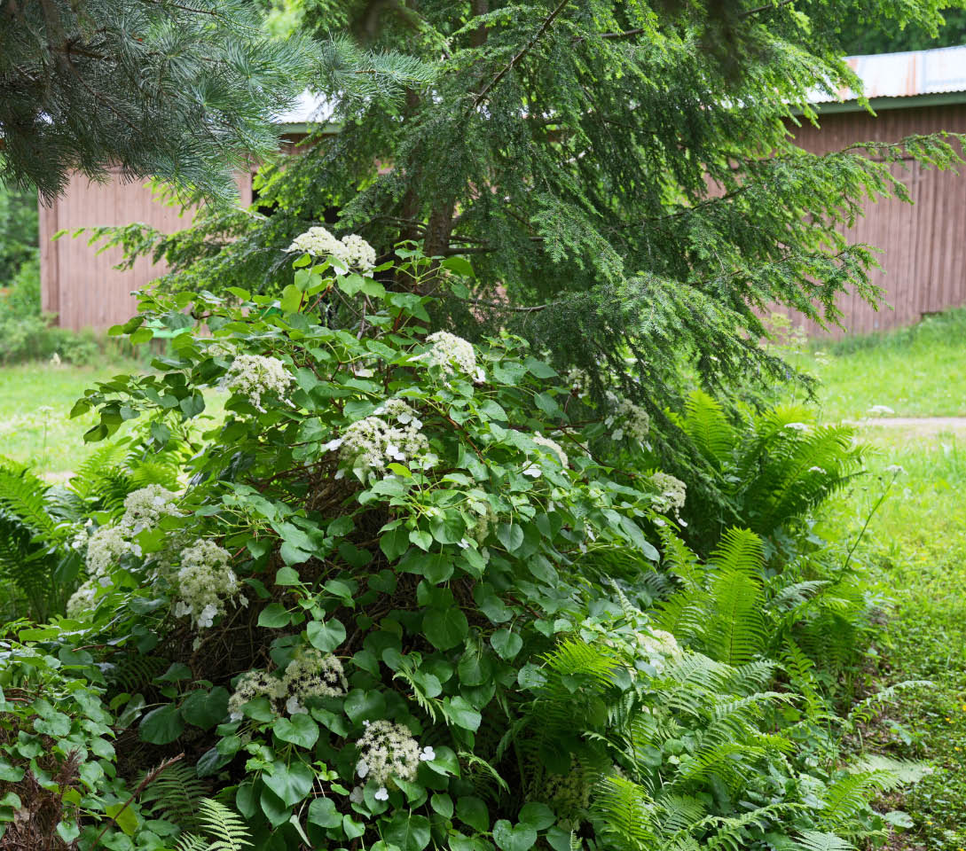 k�ynn�shortensia 3