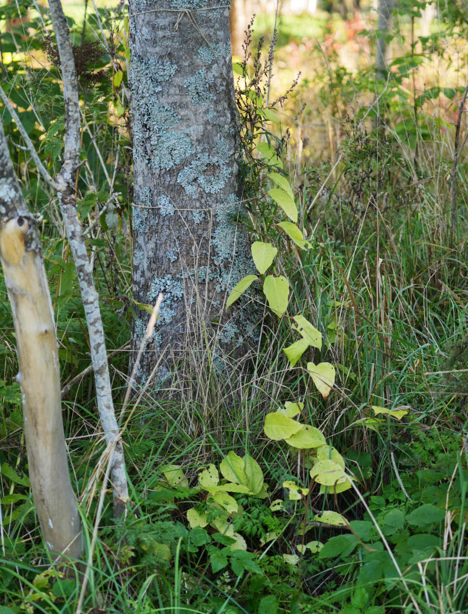 palsamik�ynn�s 1