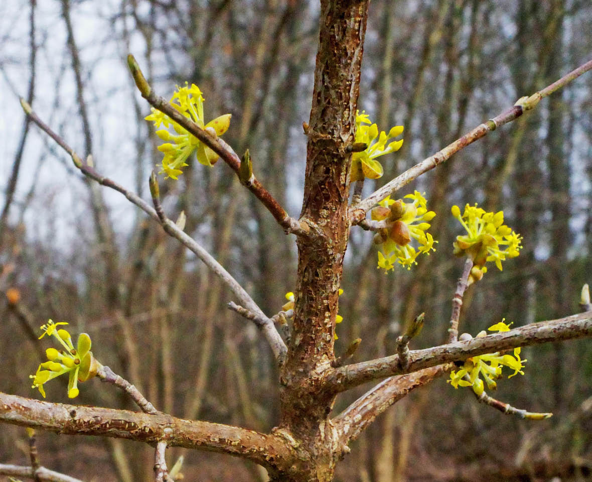 punamarjakanukat-6-1